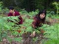 湖南衡阳：蕨菜飘香采收忙