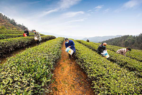 发展农业特色产业 助力乡村振兴1.jpg