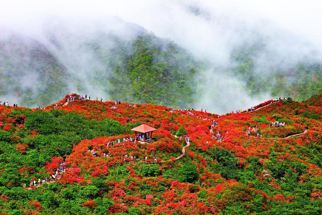 去大围山赏万亩杜鹃花海1.jpg